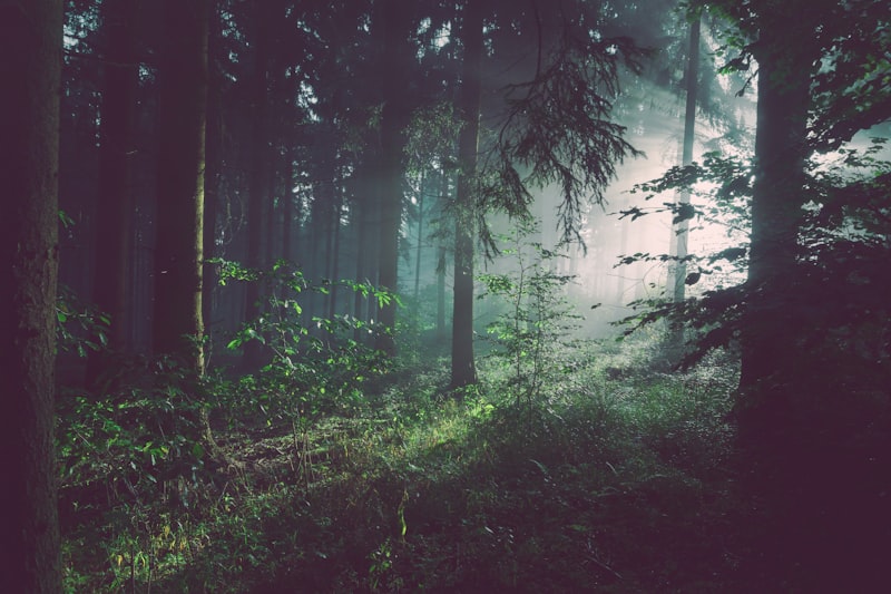 Lush green forest surrounding the luxury property
