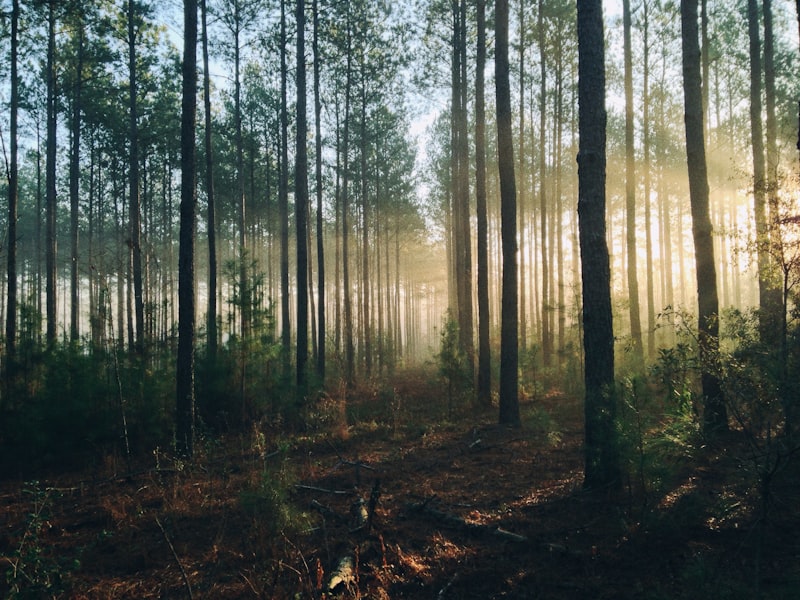 Mindful Escape